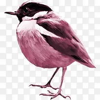 Ư���ɰ���ȸ-������