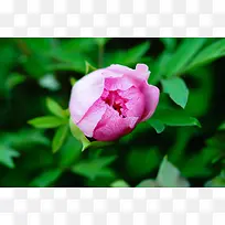 小红花绿叶近景摄影图-空若网 小红花绿叶近景摄影图-空若网