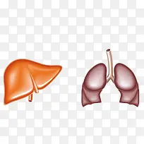矢量肝肺素材-空若网 矢量肝肺素材-空若网