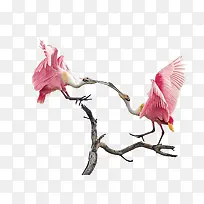 鸟-空若网 鸟-空若网