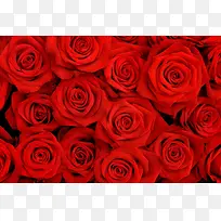 鲜花背景-空若网 鲜花背景-空若网