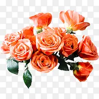 高清摄影红色玫瑰花创意效果-空若网 高清摄影红色玫瑰花创意效果-空若网