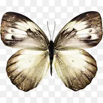 蝴蝶昆虫-空若网 蝴蝶昆虫-空若网