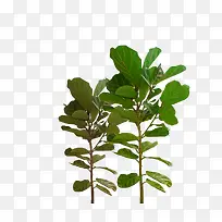 ��ɫ��֦-������