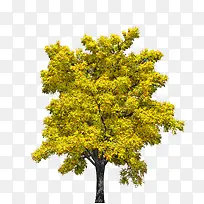 黄色的树-空若网 黄色的树-空若网