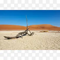 ɳĮ����֦�����ֽ-������