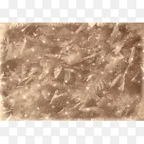 ������Ҷ����-������