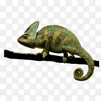 ��ɫ�� ����-������