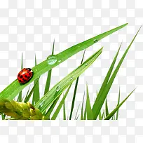 带有水珠和七星瓢虫的小草-空若网 带有水珠和七星瓢虫的小草-空若网