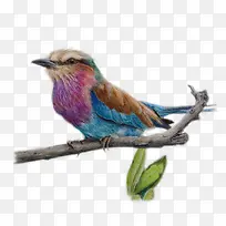 ֦ͷ��С��ͨ�ز�-������