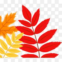 ��ɫ��Ҷ����-������