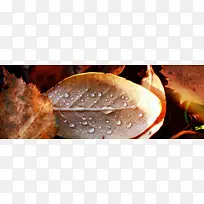 橙色的叶片-空若网 橙色的叶片-空若网