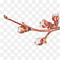 桃花插画-空若网 桃花插画-空若网