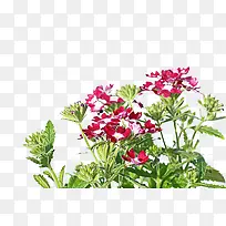 ���޲��������-������