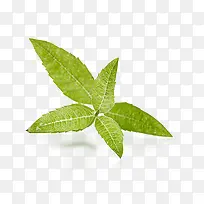 马鞭草免费下载-空若网 马鞭草免费下载-空若网