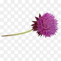 奶蓟草图片素-空若网 奶蓟草图片素-空若网