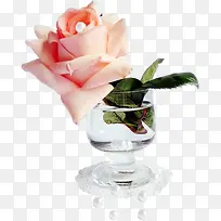 康乃馨叶子杯子素材免抠-空若网 康乃馨叶子杯子素材免抠-空若网
