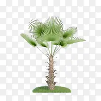 热带棕树素材-空若网 热带棕树素材-空若网