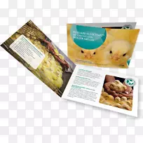 ʳ��ʳ��-С����-������