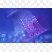 ��Ӱģ�����θ����ֽ-������