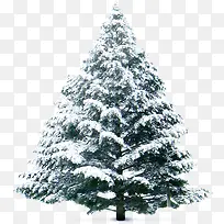 冬季雪花植物大树-空若网 冬季雪花植物大树-空若网