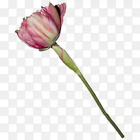 枯花图片素材-空若网 枯花图片素材-空若网