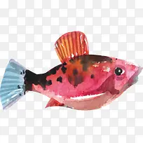 Ë®²ÊÈÈ´øÓãÉè¼Æ-¿ÕÈôÍø Ë®²ÊÈÈ´øÓãÉè¼Æ-¿ÕÈôÍø