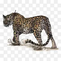 矢量豹子-空若网 矢量豹子-空若网