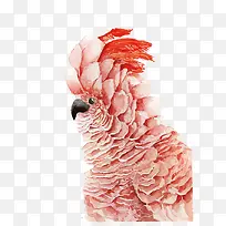 矢量鹦鹉-空若网 矢量鹦鹉-空若网