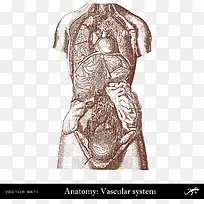 人体血管系统分布-空若网 人体血管系统分布-空若网