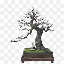 古树古盆盆景素材-空若网 古树古盆盆景素材-空若网