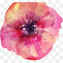 手绘花卉生日画报-空若网 手绘花卉生日画报-空若网