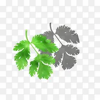 ʸ����ɫ��ɫ�۲�Ҷ���߲�-������