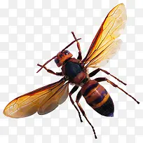 一只蜜蜂-空若网 一只蜜蜂-空若网