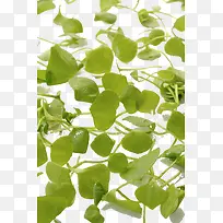 ÂÌÉ«Êß²Ë-¿ÕÈôÍø ÂÌÉ«Êß²Ë-¿ÕÈôÍø