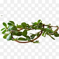 健康蔬菜马齿笕-空若网 健康蔬菜马齿笕-空若网