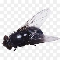 苍蝇-空若网 苍蝇-空若网