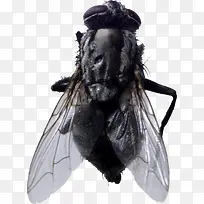 苍蝇-空若网 苍蝇-空若网