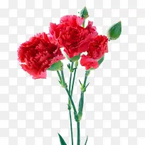 红色鲜艳康乃馨-空若网 红色鲜艳康乃馨-空若网