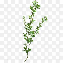 ��ɫ��֦ͼ��-������