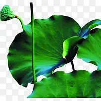 摄影绿色的荷花池塘上的-空若网 摄影绿色的荷花池塘上的-空若网