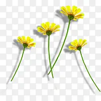 高清摄影合成黄色的菊花效果-空若网 高清摄影合成黄色的菊花效果-空若网