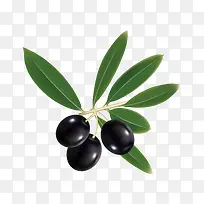 橄榄-空若网 橄榄-空若网