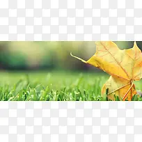 ��ˬ������Ҷ��������-������