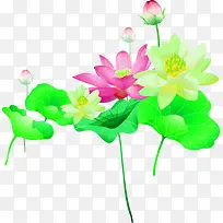 ��Ӱ�����ֻ���ɫ��Ҷ����-������