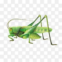 逼真绿蚂蚱-空若网 逼真绿蚂蚱-空若网
