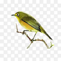 树枝上的鸟-空若网 树枝上的鸟-空若网