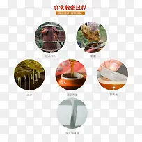 土蜂蜜装饰素材-空若网 土蜂蜜装饰素材-空若网