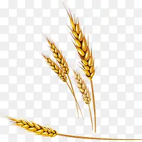 谷穗手绘-空若网 谷穗手绘-空若网