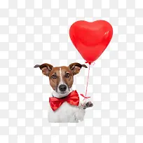 可爱的小狗-空若网 可爱的小狗-空若网